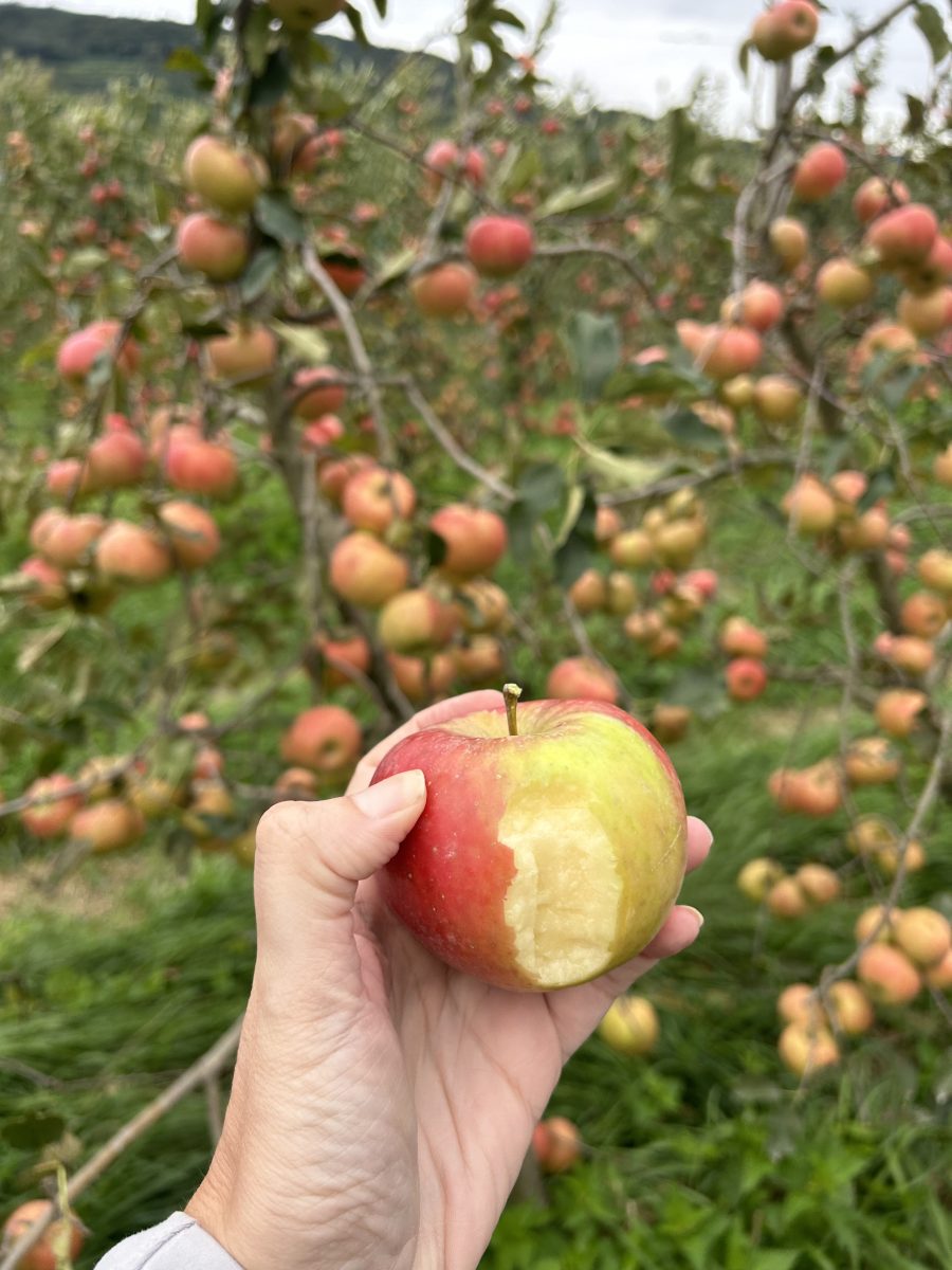 piana rotaliana